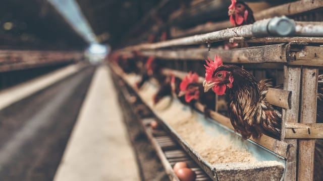 Why a new Seneca County chicken facility could raise local water bills