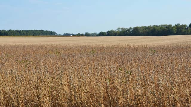 Ohio farmers see one-year, 74% loss in Chinese sales due largely to Trump tariffs, report shows