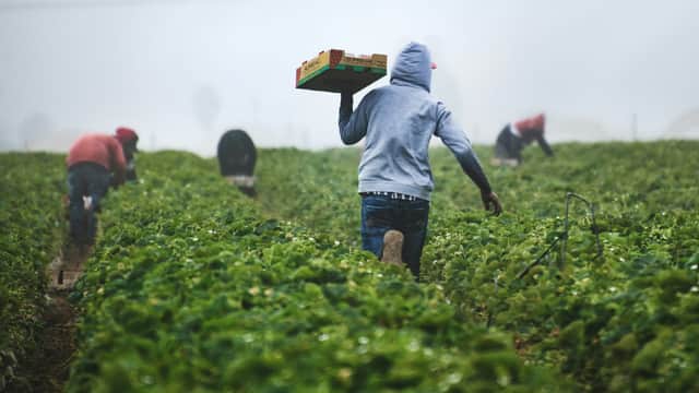 Trump allows more foreign ag workers, eases off ICE raids on farms