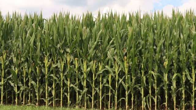 War in Middle East causes further stress on U.S. farmers