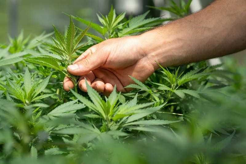 (Photo: Crystalweed Cannabis / Unsplash)