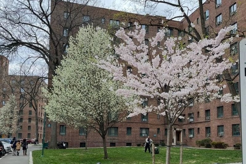 Trees bloom in early spring outside an apartment building in the Bronx, N.Y., in 2026. New York City had the highest number of Emergency Housing Voucher recipients and is scrambling to transition them as the program sunsets. (Photo by Robbie Sequeira/Stateline)