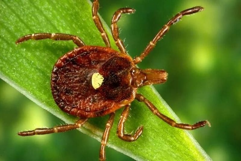 A lone star tick, which is a very aggressive tick that bites humans. A circular rash sometimes follows the bite. (Photo courtesy Centers for Disease Control and Prevention)