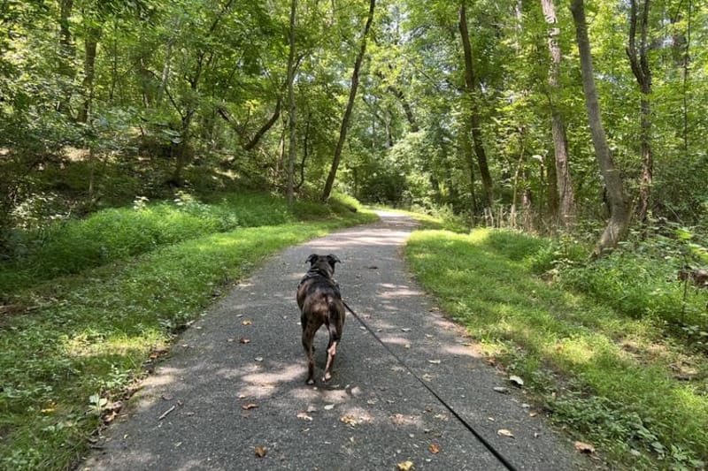 A dog walks along a wooded trail in a Maryland park. Ticks are commonly found in wooded and grassy habitats, and the lone star tick has expanded well beyond its historic range in the Southeast. (Photo by Amanda Watford/Stateline)