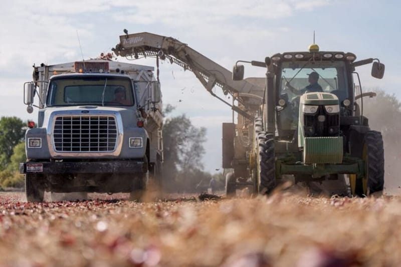 A Utah farmer harvests crops on his family’s farm in Weber County in September 2025. Vermont became the first state to ban the use of a toxic herbicide used on crops across the country. (Photo by Spenser Heaps for Utah News Dispatch)