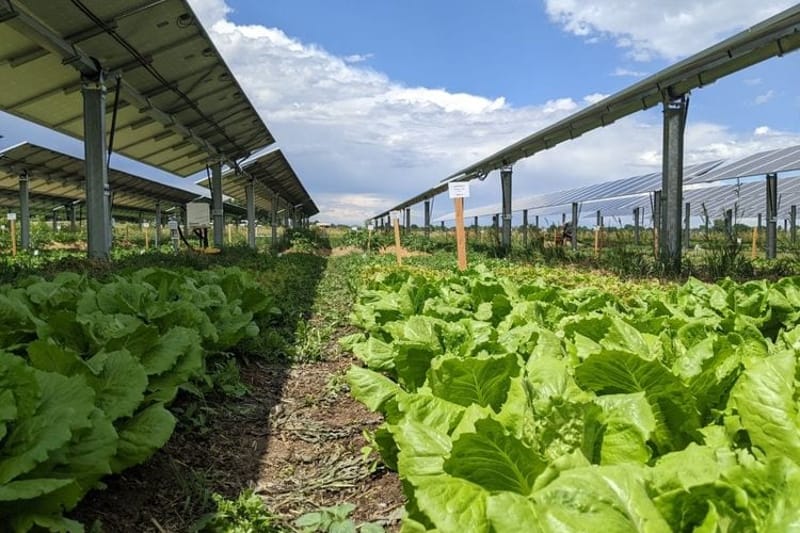 Lettuce growing alongside a Solar panel array. (Photo courtesy of the National Renewable Energy Lab.)