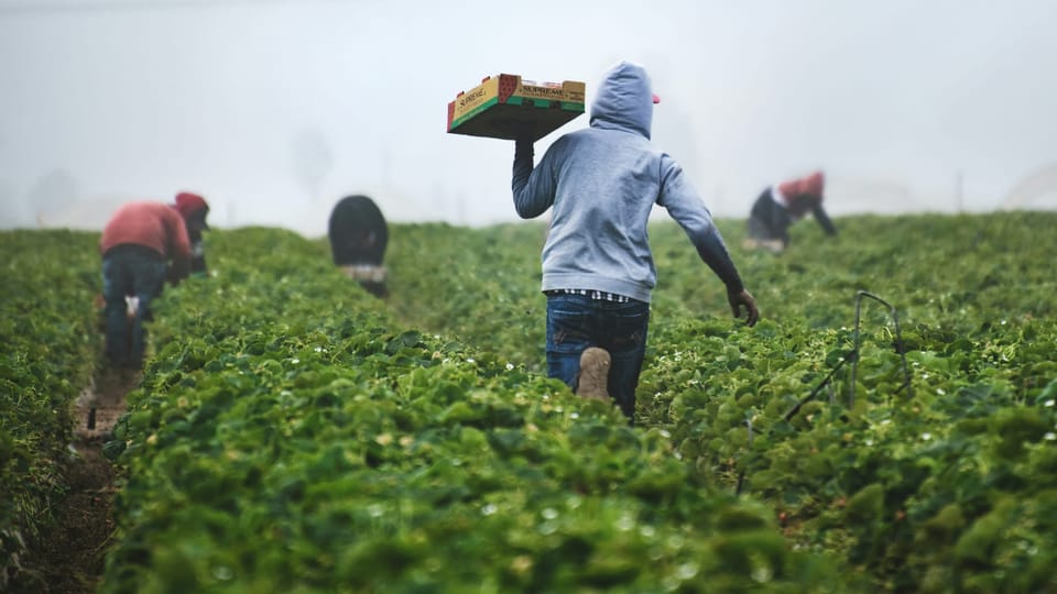Trump allows more foreign ag workers, eases off ICE raids on farms