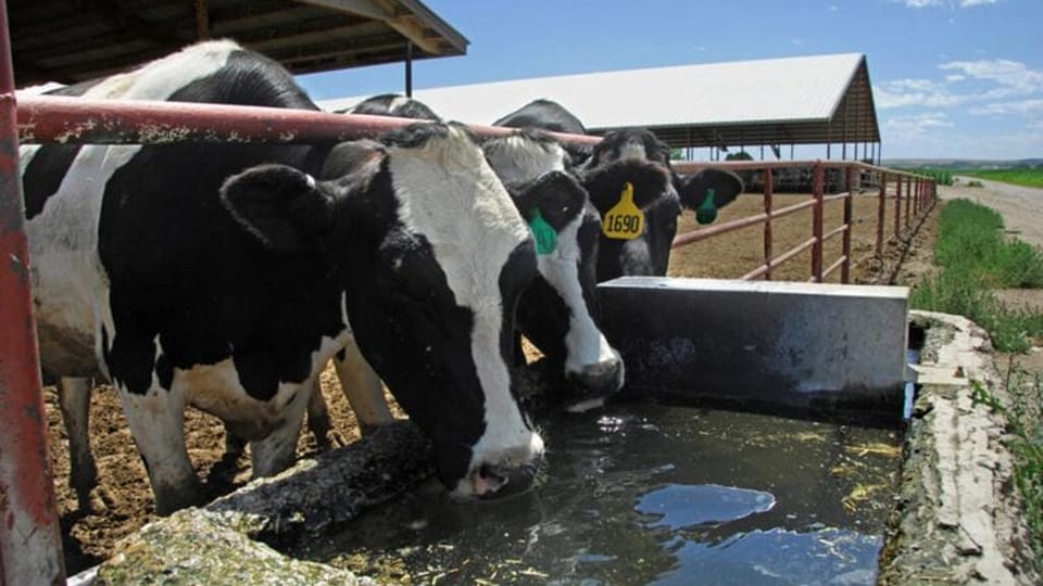 Whole milk back on school lunch menus, under bill on its way to Trump