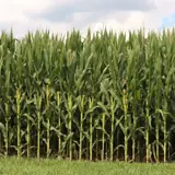 War in Middle East causes further stress on U.S. farmers