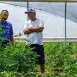 Hemp growers, retailers targeted in section of government shutdown legislation