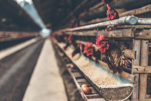 Why a new Seneca County chicken facility could raise local water bills