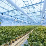 Organizers launch bid to overturn Ohio’s latest marijuana law changes