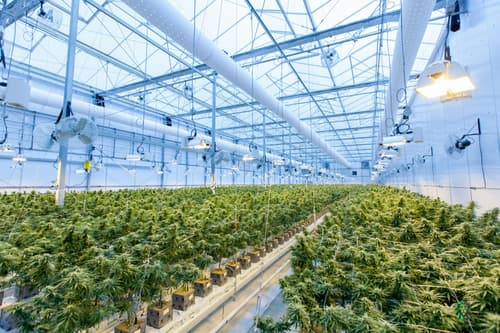 Organizers launch bid to overturn Ohio’s latest marijuana law changes
