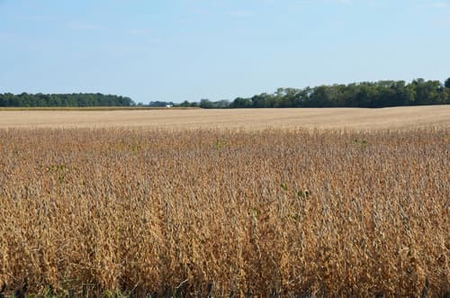 Ohio farmers see one-year, 74% loss in Chinese sales due largely to Trump tariffs, report shows