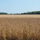 Ohio farmers see one-year, 74% loss in Chinese sales due largely to Trump tariffs, report shows