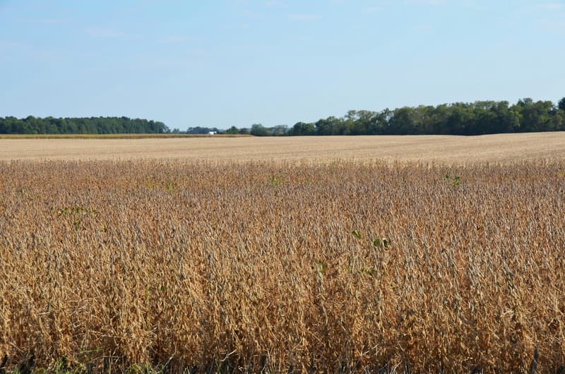 Ohio farmers see one-year, 74% loss in Chinese sales due largely to Trump tariffs, report shows