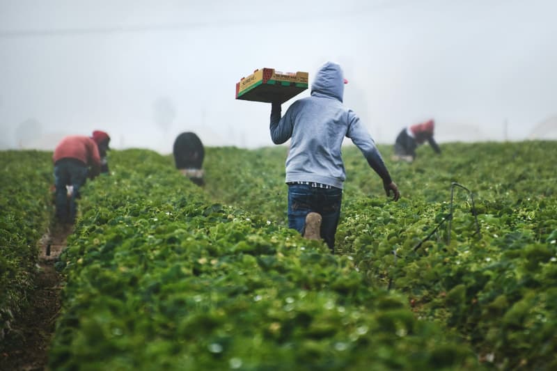 Trump allows more foreign ag workers, eases off ICE raids on farms