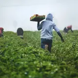 Trump allows more foreign ag workers, eases off ICE raids on farms