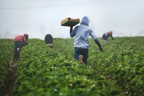 Trump allows more foreign ag workers, eases off ICE raids on farms